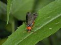 Cantharis pellucida